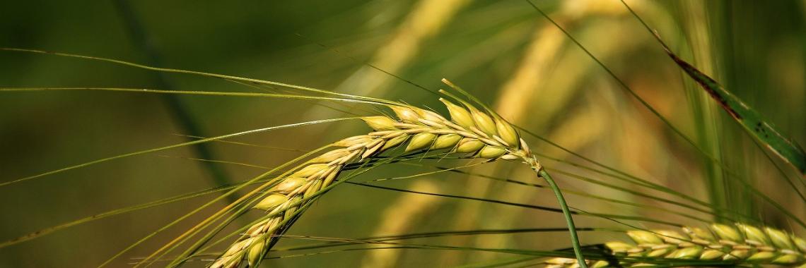 Herzlich willkommen im Pastoralen Raum Mechernich Herzlich willkommen im Pastoralen Raum Mechernich