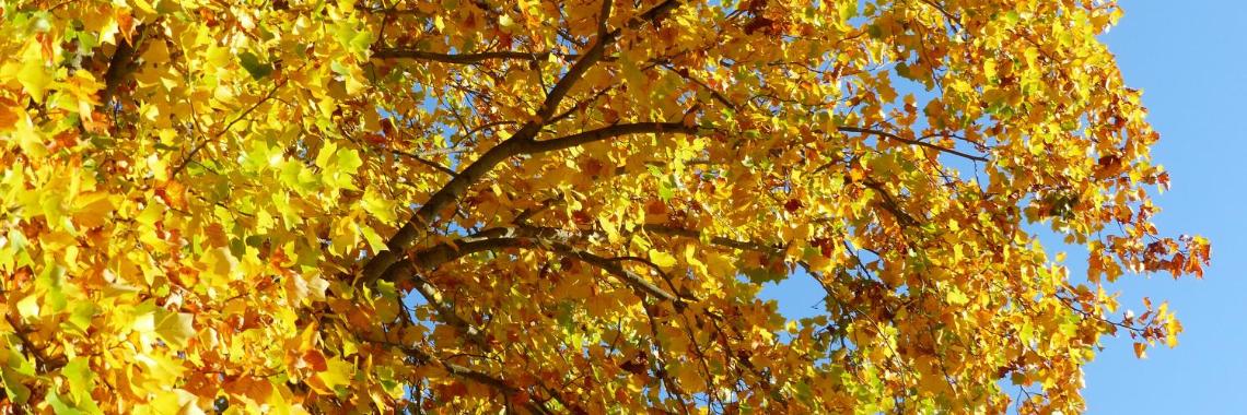 Herzlich willkommen im Pastoralen Raum Mechernich Herzlich willkommen im Pastoralen Raum Mechernich
