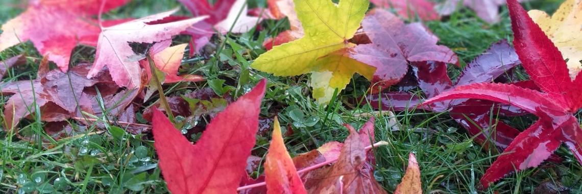 Herzlich willkommen im Pastoralen Raum Mechernich Herzlich willkommen im Pastoralen Raum Mechernich